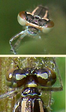 agrion jouvencelle femelle immature