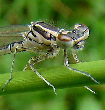 agrion jouvencelle femelle immature