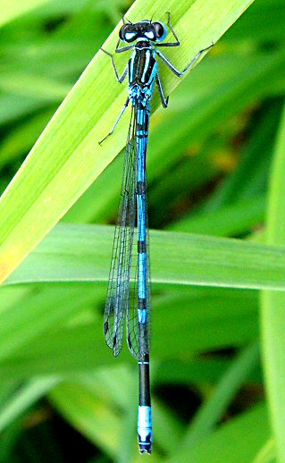 agrion jouvencelle mle