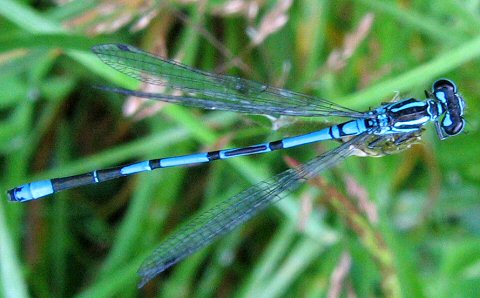 agrion jouvencelle mle