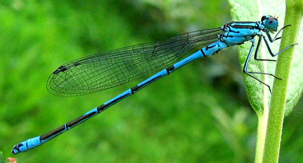 agrion jouvencelle mle