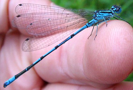 agrion jouvencelle mle