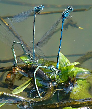 agrion jouvencelle: pontes en tandem