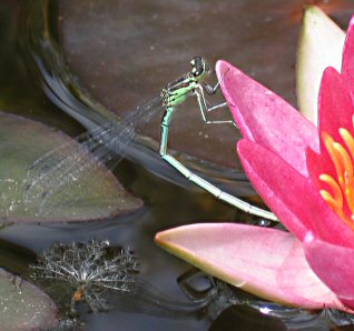 agrion jouvencelle: ponte seule, femelle verte