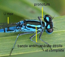 agrion jouvencelle mle