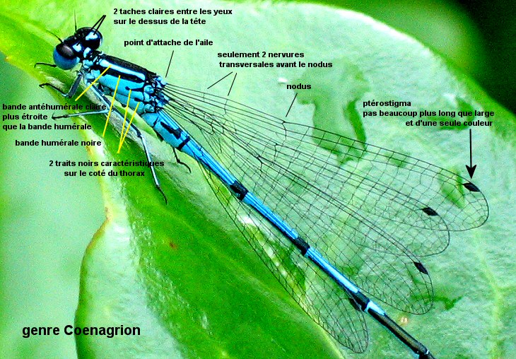 agrion jouvencelle mle