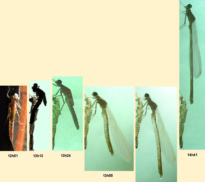 émergence d'un agrion jouvencelle