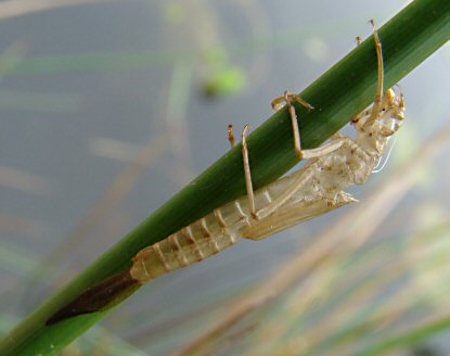 agrion jouvencelle: exuvie