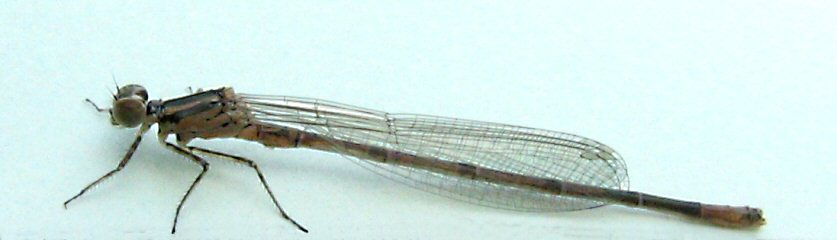 agrion jouvencelle mâle immature