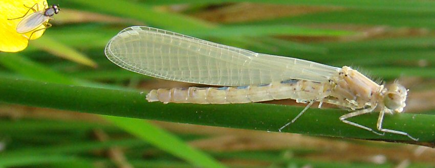 agrion jouvencelle mâle: émergence