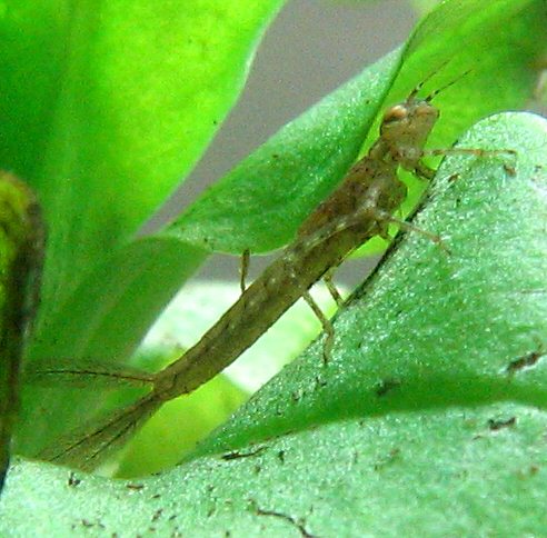 larve d'agrion jouvencelle