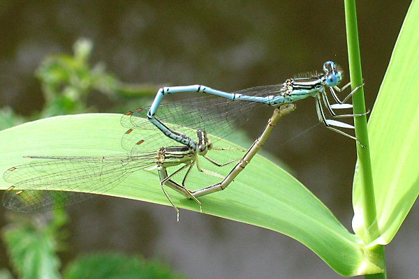 agrion  larges pattes: accouplement