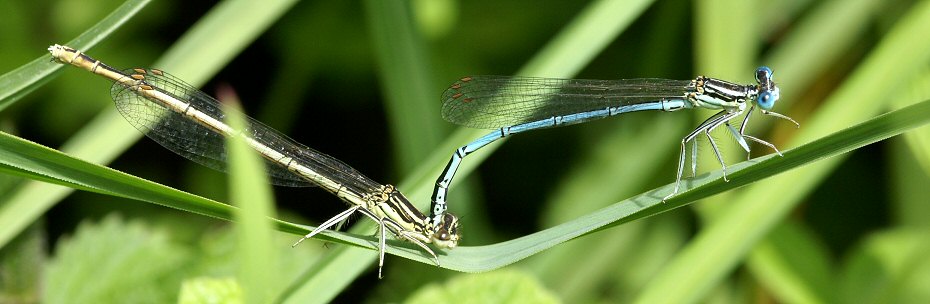 agrion  larges pattes: couple