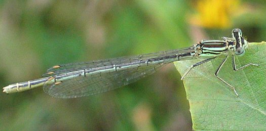 agrion  larges pattes femelle