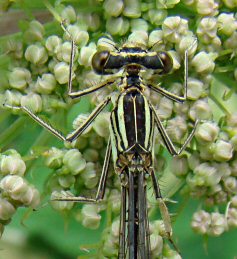 agrion  larges pattes femelle