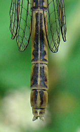 agrion  larges pattes femelle: extrmit abdominale