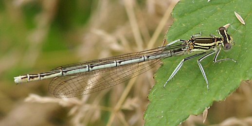 agrion  larges pattes femelle