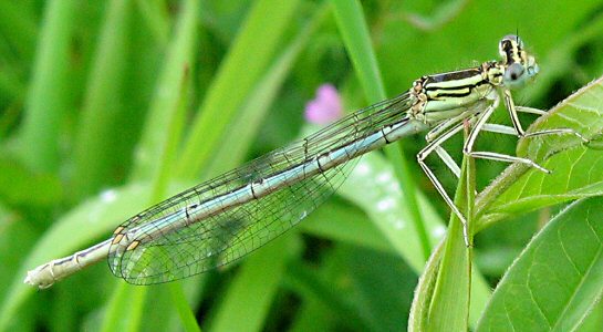 agrion  larges pattes femelle