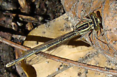 agrion  larges pattes femelle