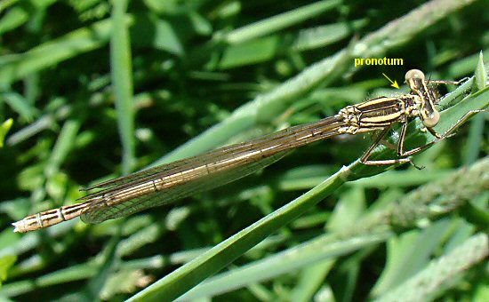 agrion  larges pattes femelle immature