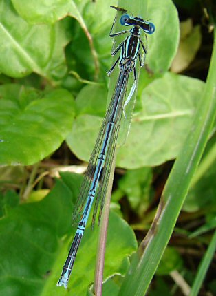 agrion  larges pattes mle