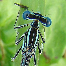 Platycnemididae: bande sombre dlimite par deux bandes claires (ici agrion  larges pattes