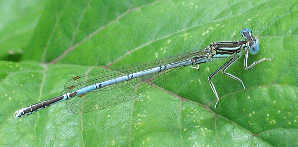 agrion  larges pattes mle immature