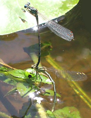 agrion  larges pattes: ponte