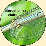 agrion  larges pattes femelle: ptrostigmas