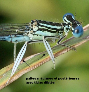 agrion  larges pattes mle: pattes