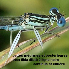 agrion  larges pattes mle