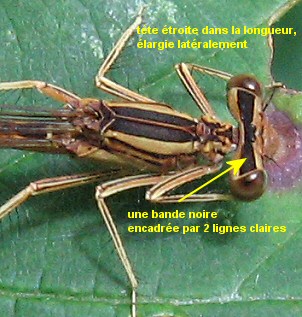 agrion orang femelle: tte