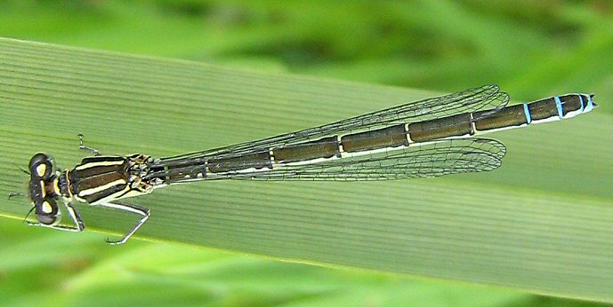 agrion de Mercure femelle