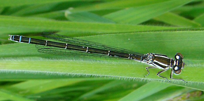 agrion de Mercure femelle immature