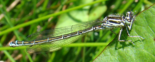 agrion de Mercure femelle