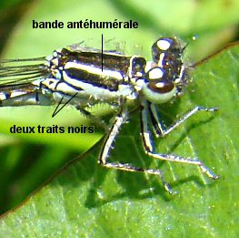 agrion de Mercure femelle