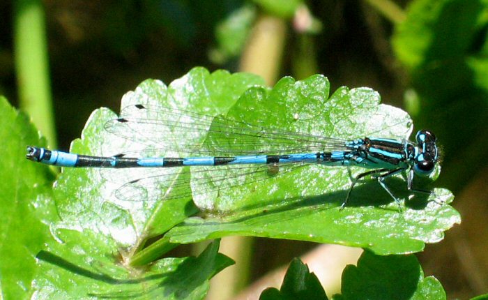 agrion de Mercure mle