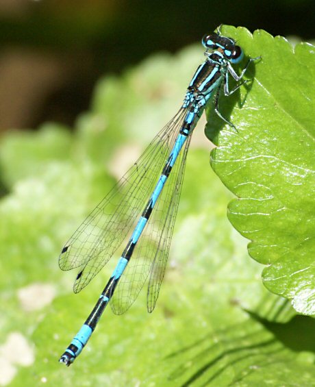 agrion de Mercure mle