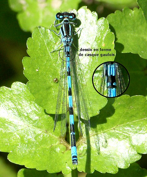 agrion de Mercure mle