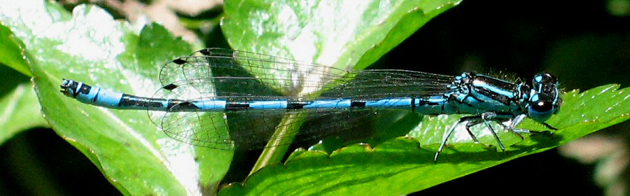 agrion de Mercure mle