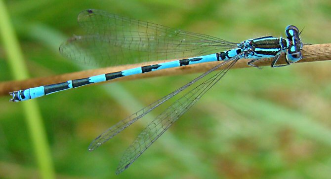 agrion de Mercure mle