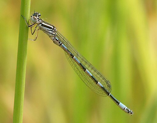 agrion de Mercure: jeune mle