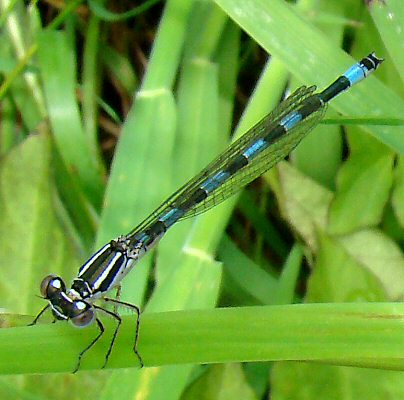 agrion de Mercure: jeune mle