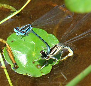 agrion de Mercure: ponte parmi les hydrocotyles