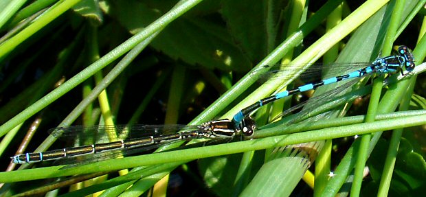 agrion de Mercure: tandem