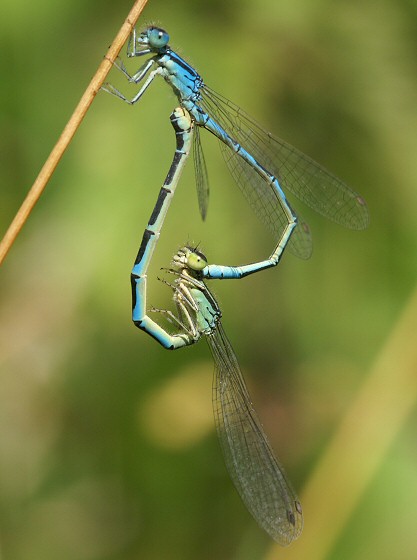 agrion mignon: accouplement