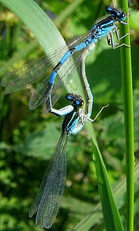 agrion mignon: accouplement