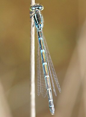 agrion mignon femelle