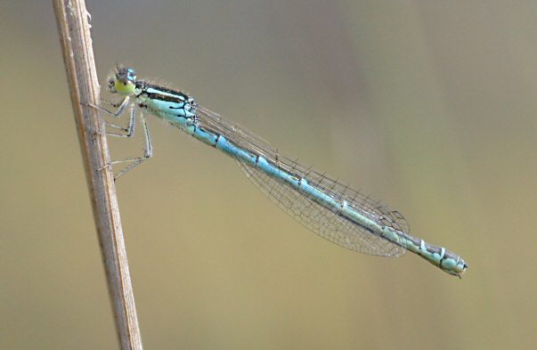 agrion mignon femelle agrion mignon femelle