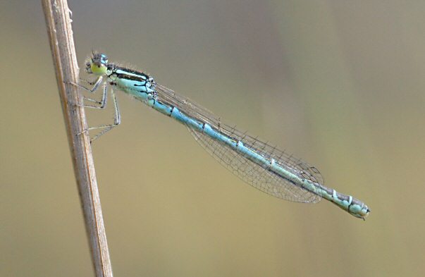 agrion mignon femelle